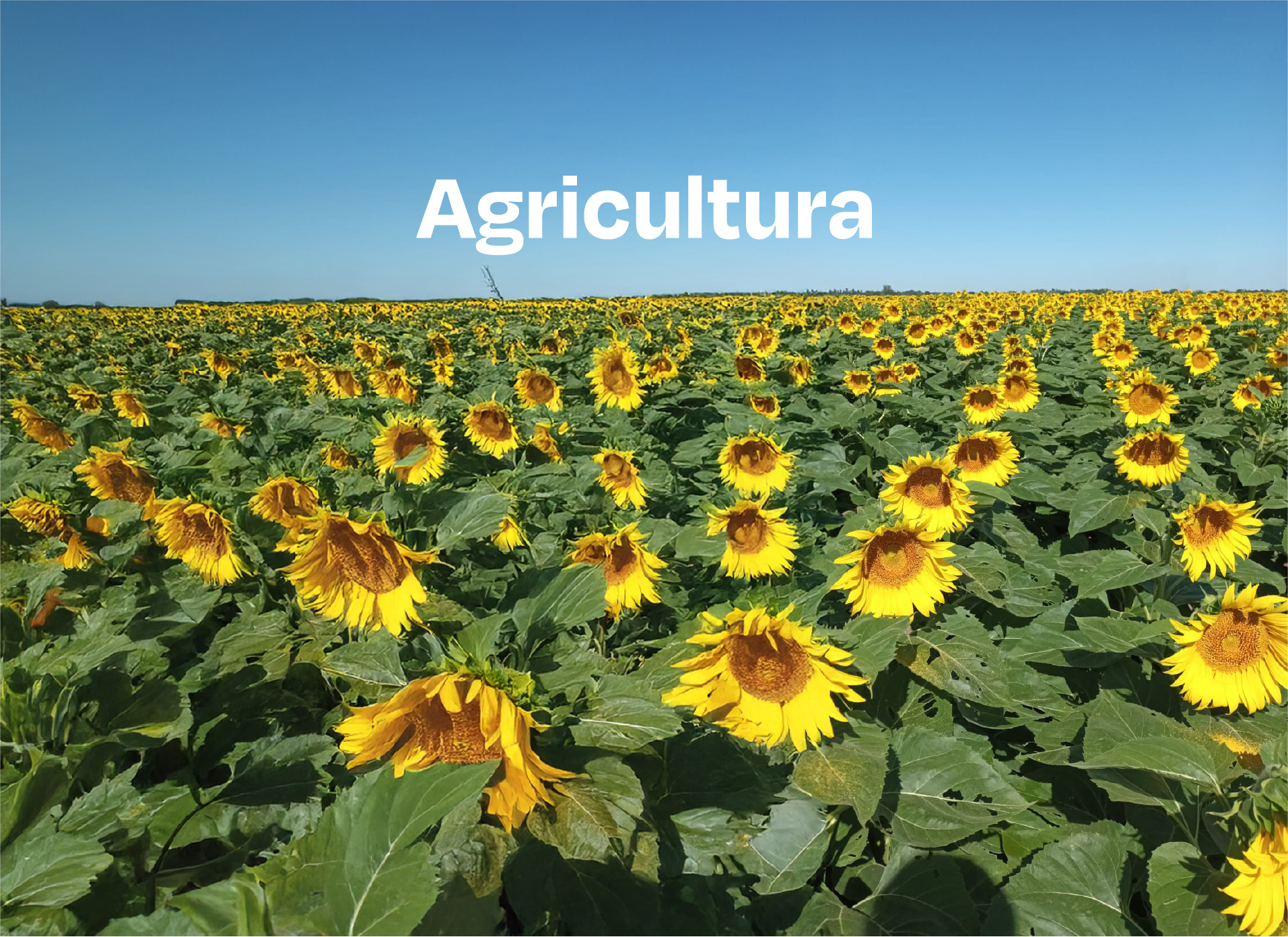 Agricultura