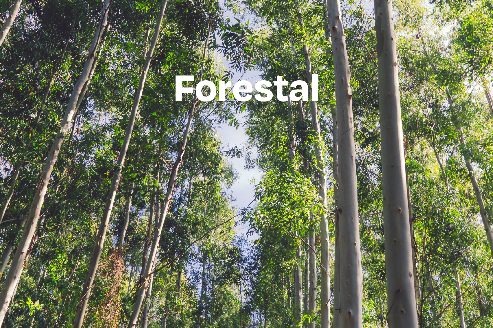 Bosque de eucaliptos